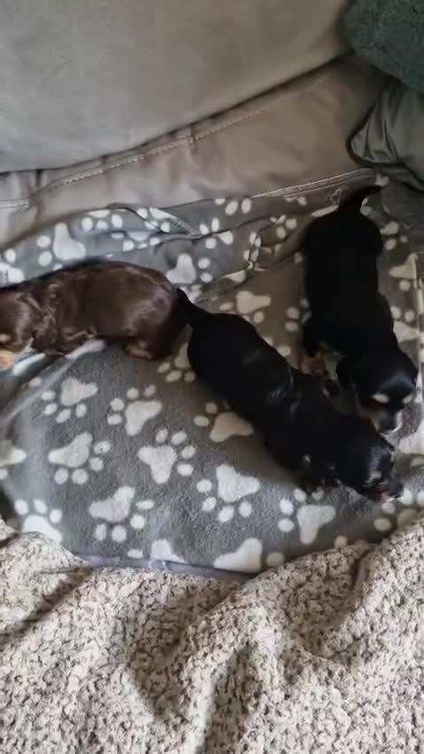 Miniature Dachshund dogs for stud: 🔥Proven KC Registered Miniature Dachshund Stud🔥  - Video 1