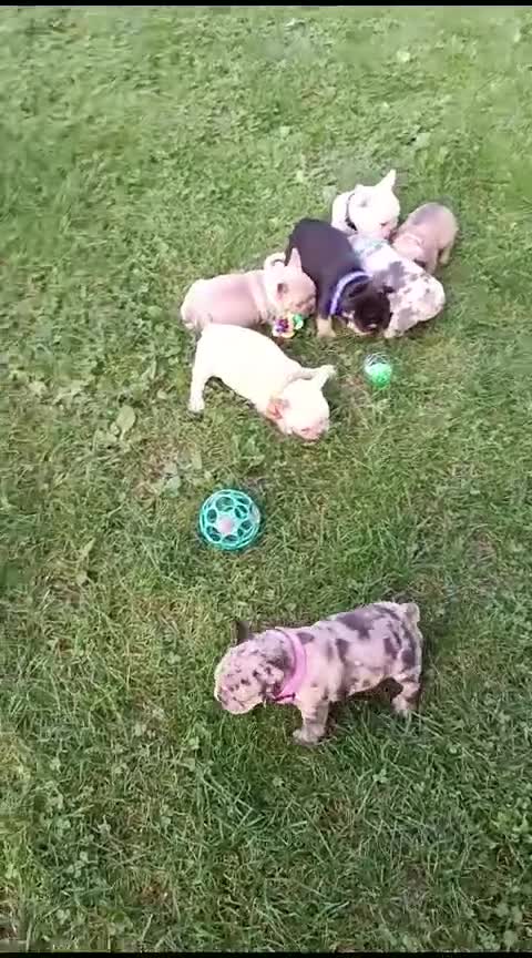 French Bulldog dogs for sale: ❤️ 🐶 beautiful French bulldog puppies ❤️🐶 - Video 2