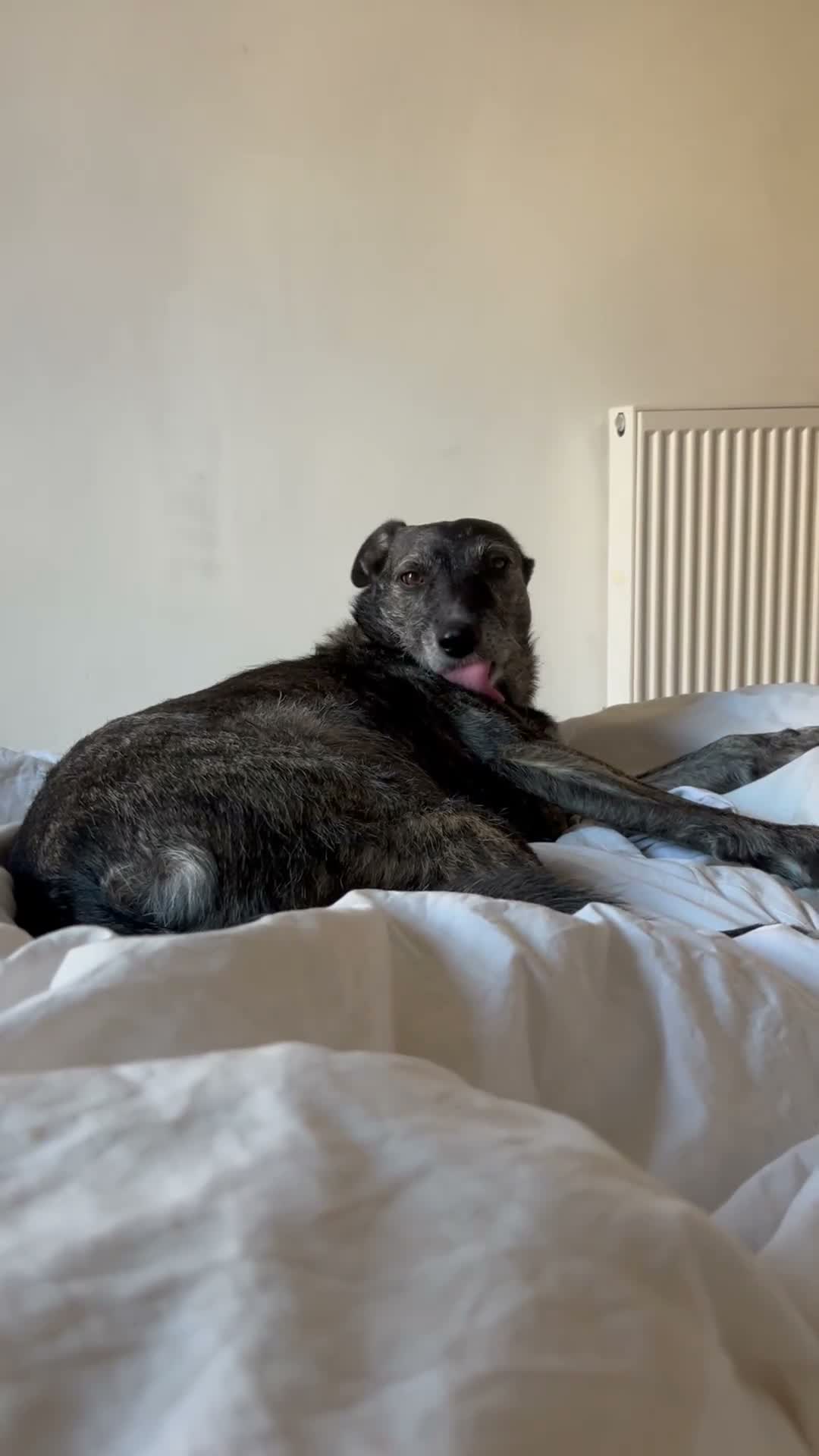 Mixed Breed dogs for sale: Meet Zoya: Clever, Affectionate AdventureCompanion in Glasgow - Video 1