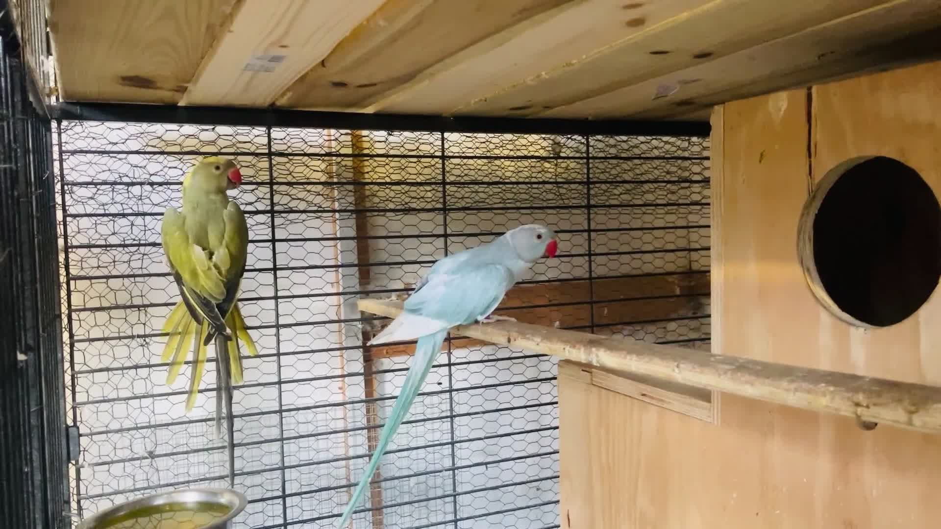 Parrots birds for sale: Ringneck 2 Proven pair for sale  - Video 1