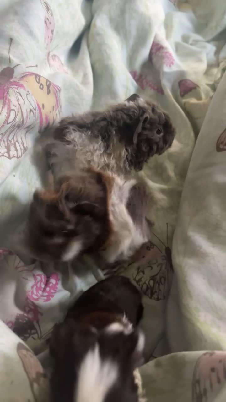 Guinea Pig rodents for sale: 3 male guinea pigs for sale  - Video 1