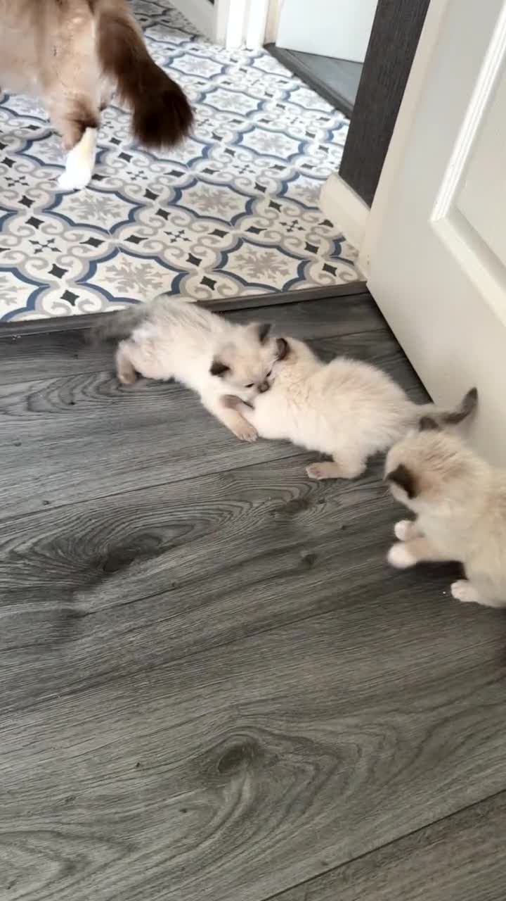 Ragdoll cats for sale: Title: Pure and  Fluffy Pedigree Ragdoll Kittens - Video 1