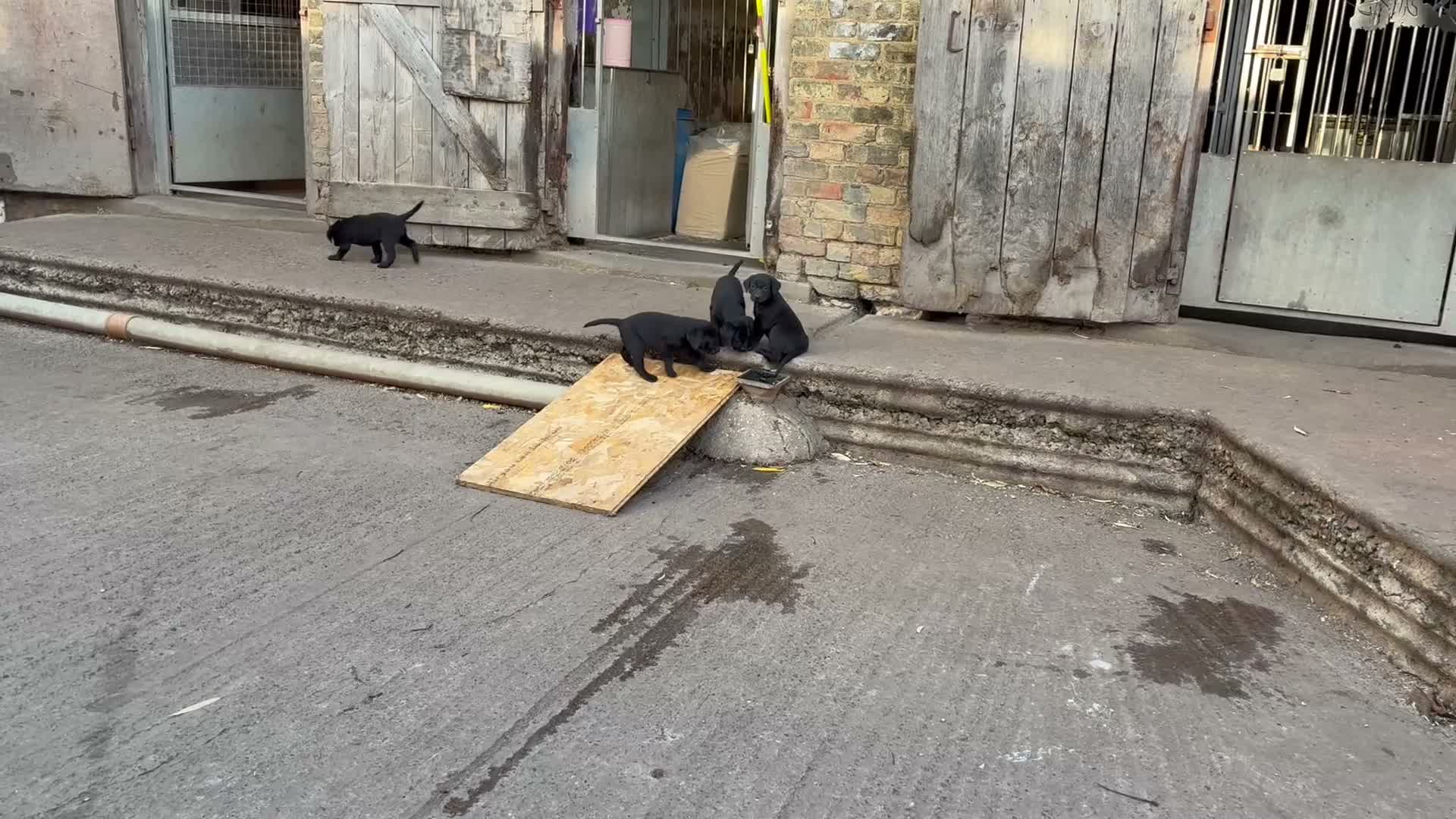 Labrador Retriever dogs for sale: Labrador in York - Video 2