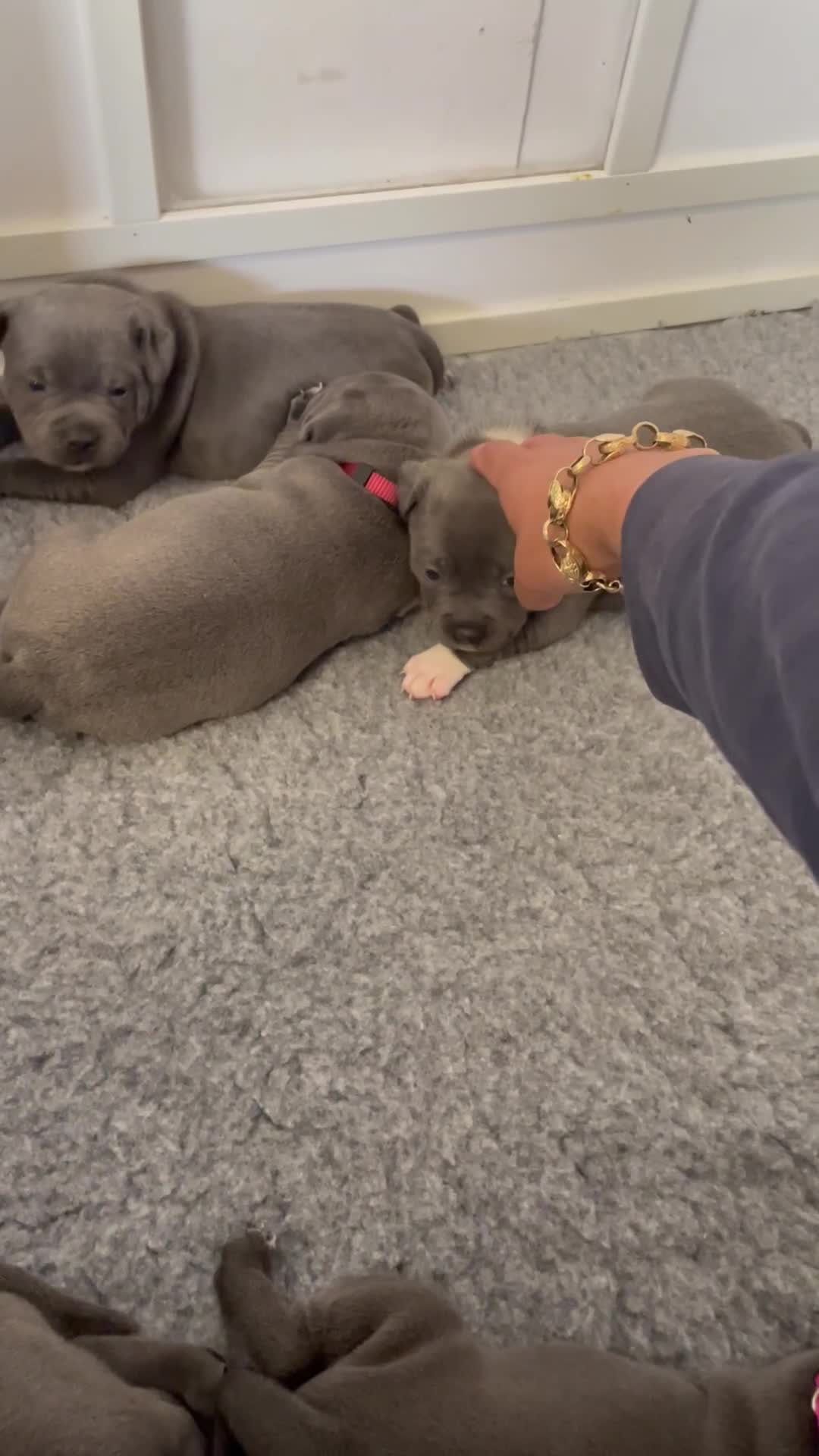 Staffordshire Bull Terrier dogs for sale: Exceptional Champion Pedigree, beautiful blues!! - Video 2