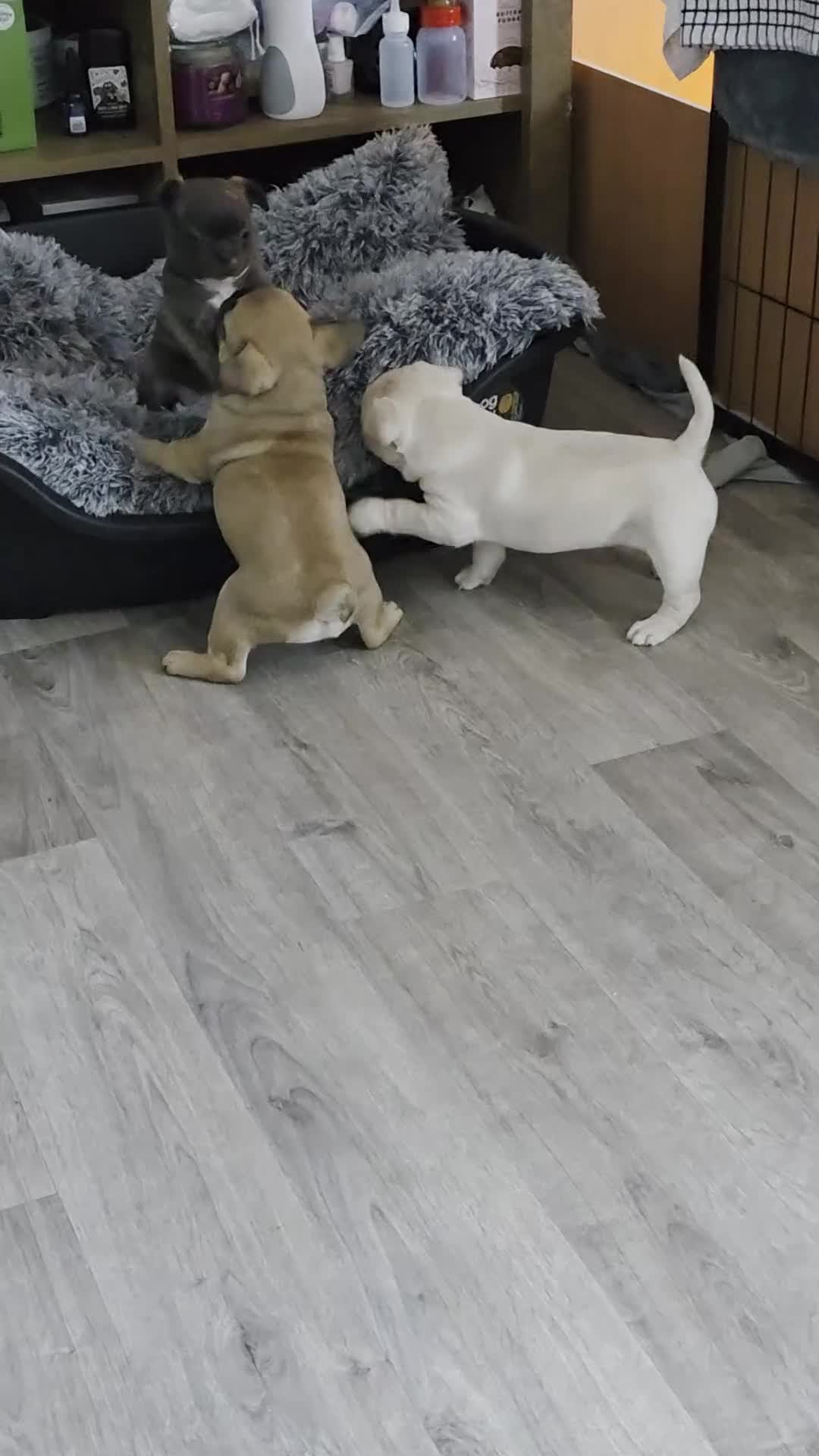 Mixed Breed dogs for sale: French bulldog x Chihuahua puppies - Video 1