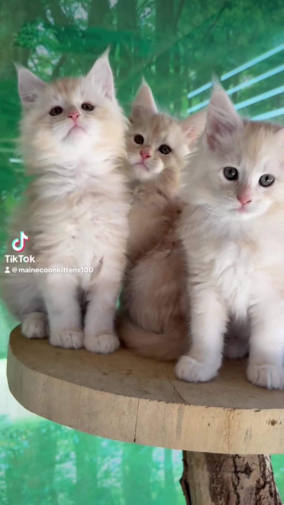 Maine Coon cats for sale: Top quality Maine coon kittens - Video 1