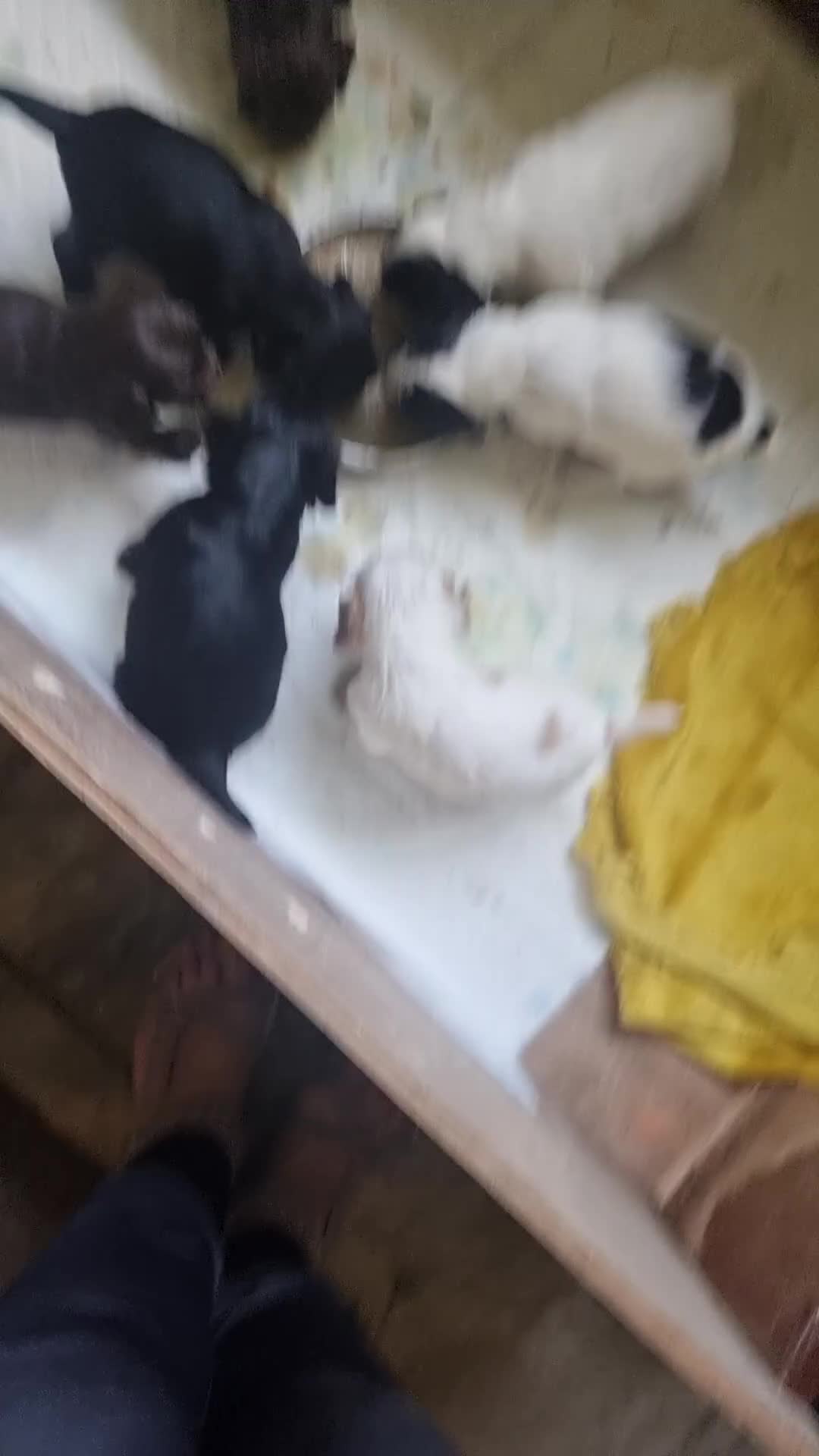 Cocker Spaniel dogs for sale: Cocker spaniel pups in Darwen - Video 1