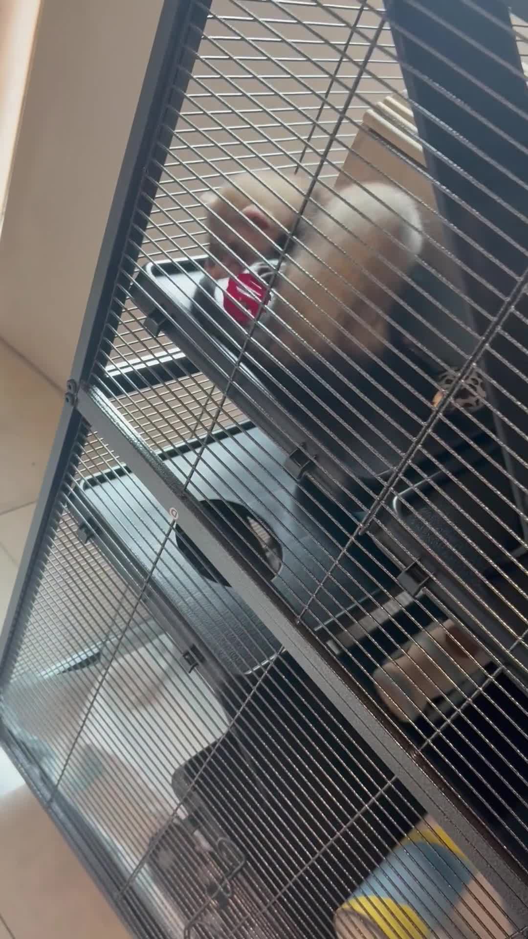 Ferret rodents for sale: Male ferret 9 weeks old  in Rotherham - Video 1