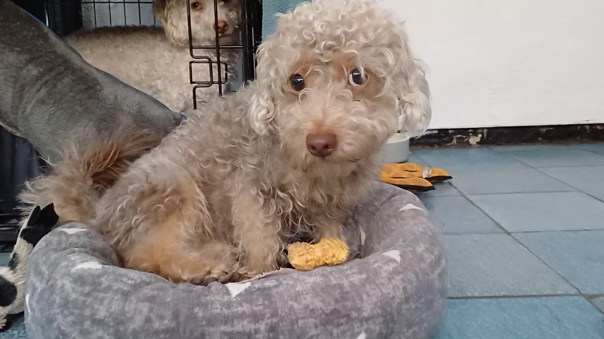Yorkiepoo dogs for adoption: M.&K. - two inseparable friends for a Loving Home - Video 1