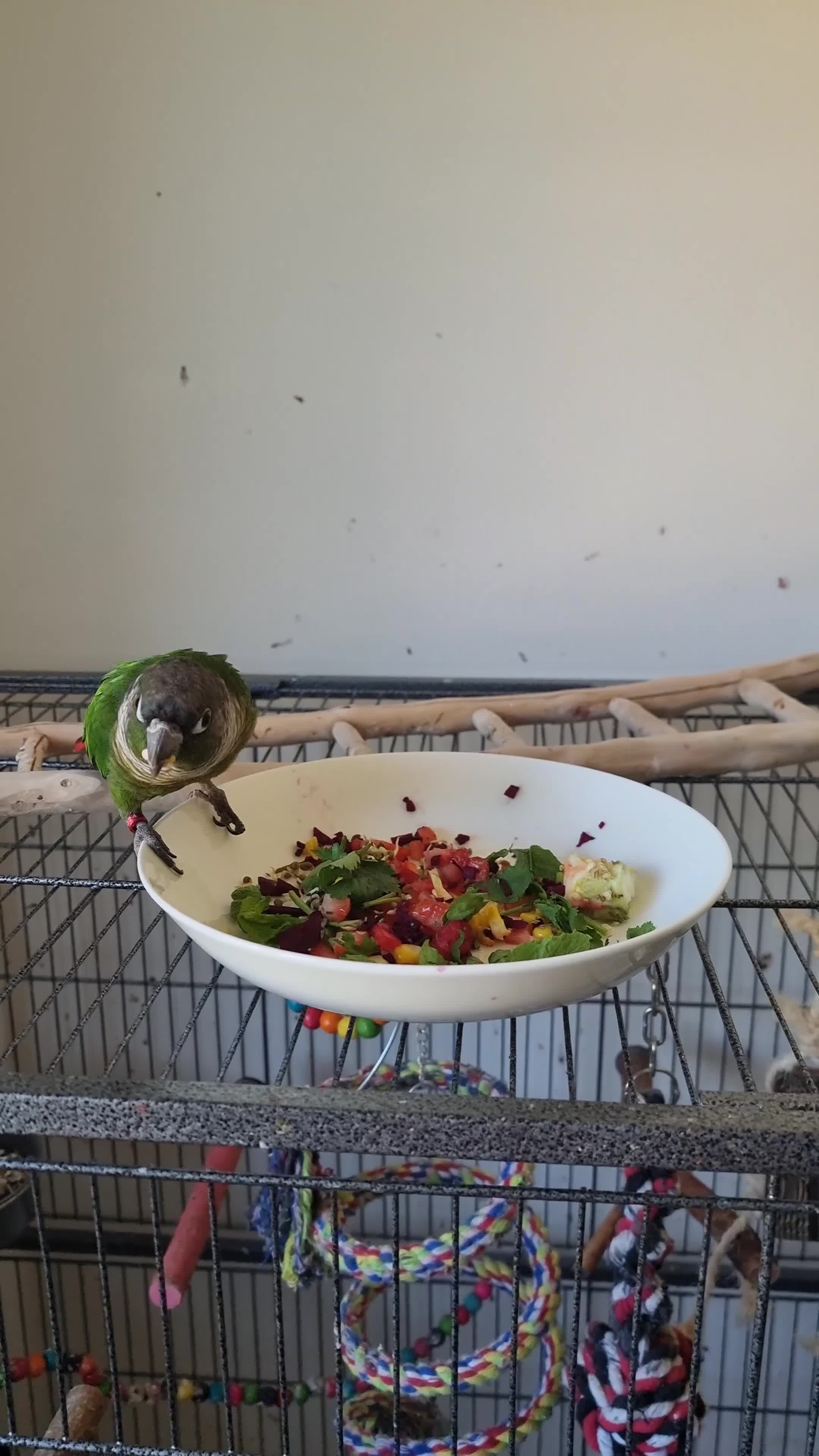 Conures birds for sale: Talented & sweet male Conure with DNA certificate - Video 1