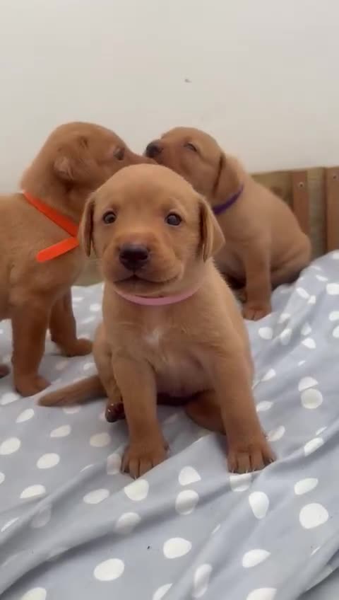 Labrador Retriever dogs for sale: KC Reg Fox red labrador litter of 6 dogs 4 bitches - Video 1