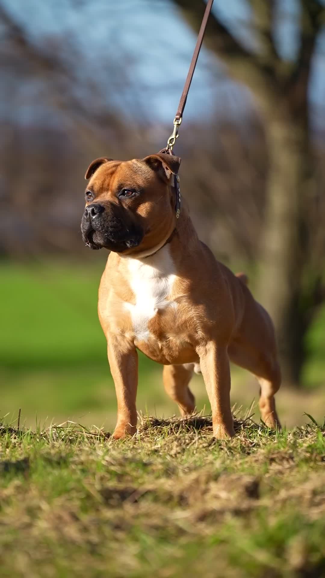 Staffordshire Bull Terrier dogs for stud: 🥨 Top Quality Red SBT Stud 🥨 - Video 1