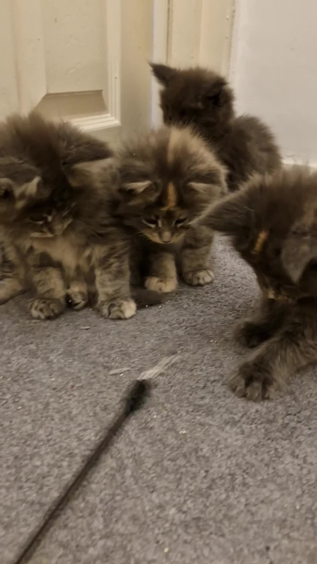 Maine Coon cats for sale: BEAUTIFUL FLUFFY BABIES  - Video 1