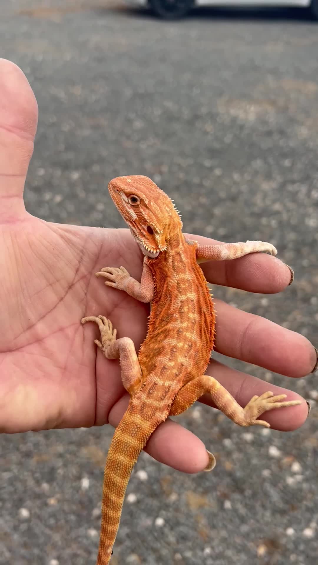 Bearded Dragon reptiles for sale: Red hypo trans Genetic Stripe Bearded Dragons - Video 2