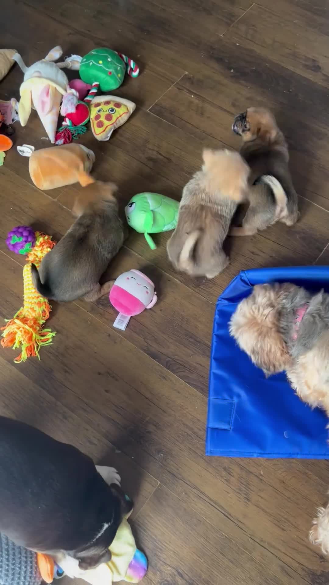 Mixed Breed dogs for sale: 3 beautiful shiranian cross pug puppies for sale.  - Video 2