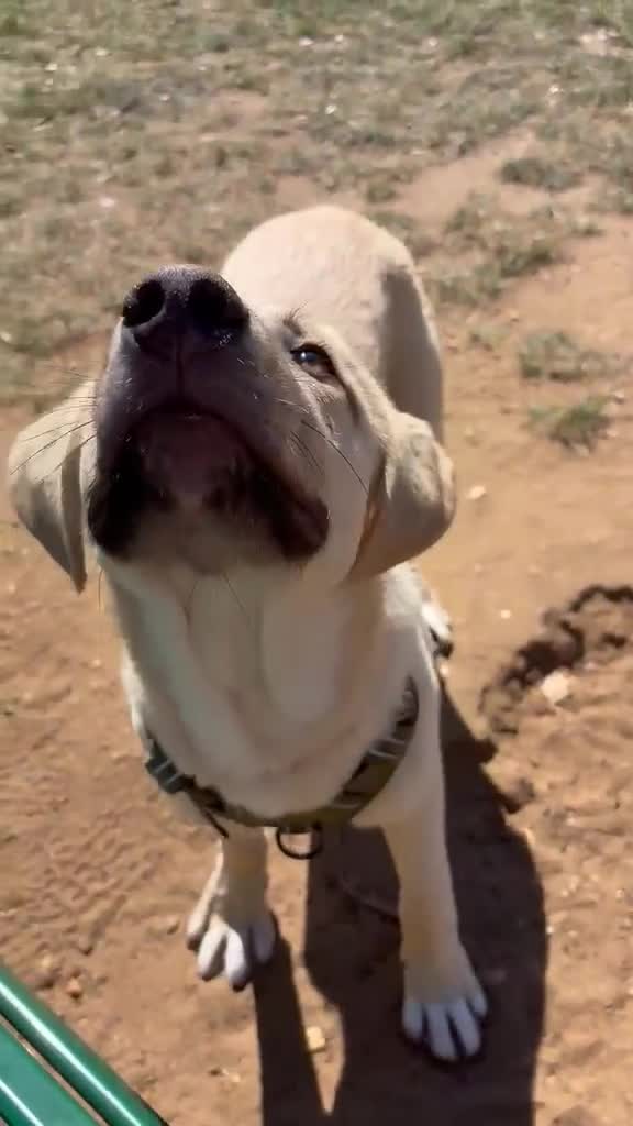 Anatolian Shepherd dogs for adoption: Teddy – 7 Months Old-Perfect with Kids, Dogs, Cats - Video 1