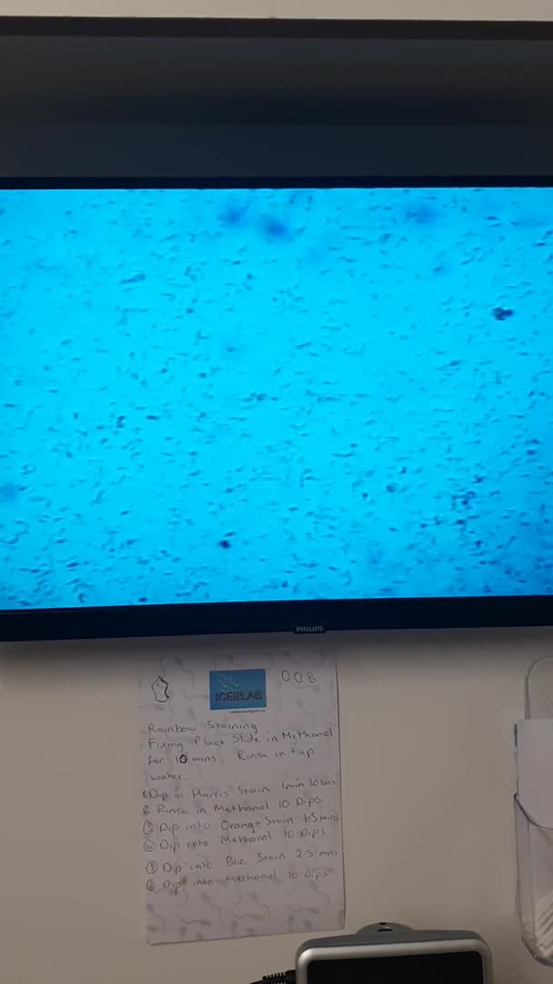 Cockapoo dogs for stud: Proven Red & white F1 cockapoo stud dog. in Barnsley - Video 1