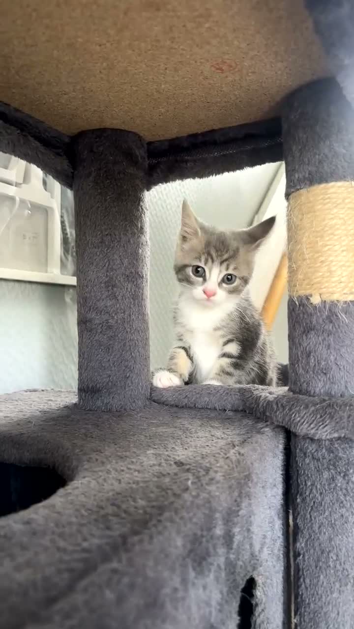 Mixed Breed cats for sale: Beautiful tabby x British long haired kittens 🩷💙 - Video 5