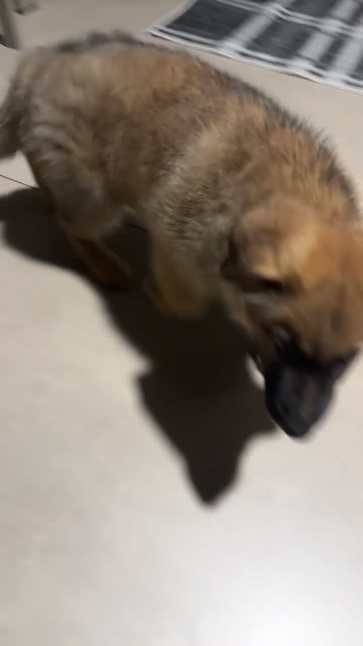 German Shepherd dogs for sale: 2 Month German Shepherd  - Video 1