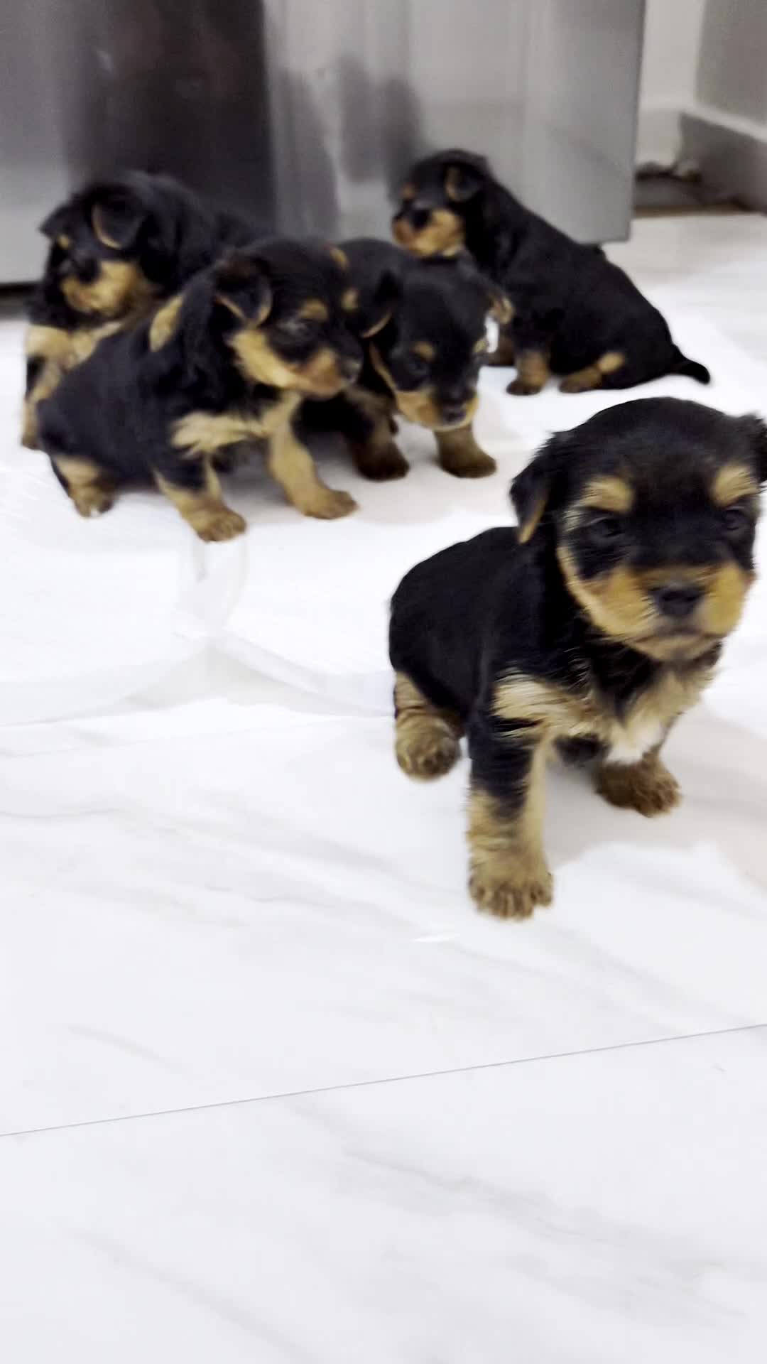 Yorkshire Terrier dogs for sale: Last 4 yorkshire terrier puppies - Video 1