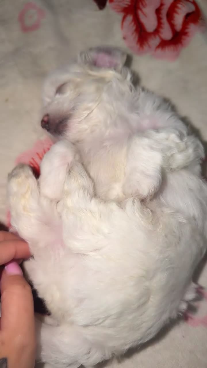 Bichon Frise dogs for sale: 4 Bichon Frisé puppies looking for their new home - Video 2