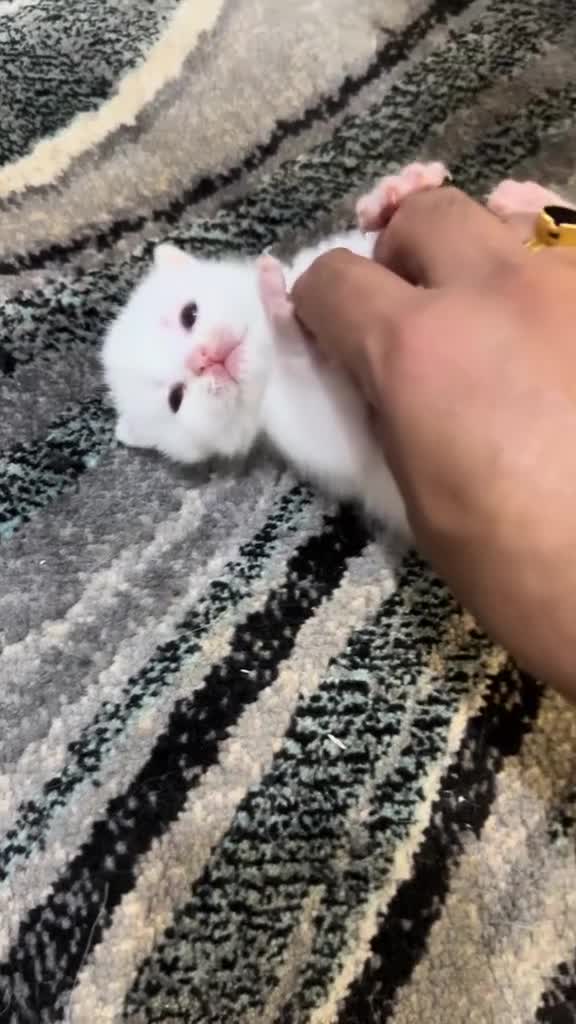 Persian cats for sale: Pure Persian  - Video 1