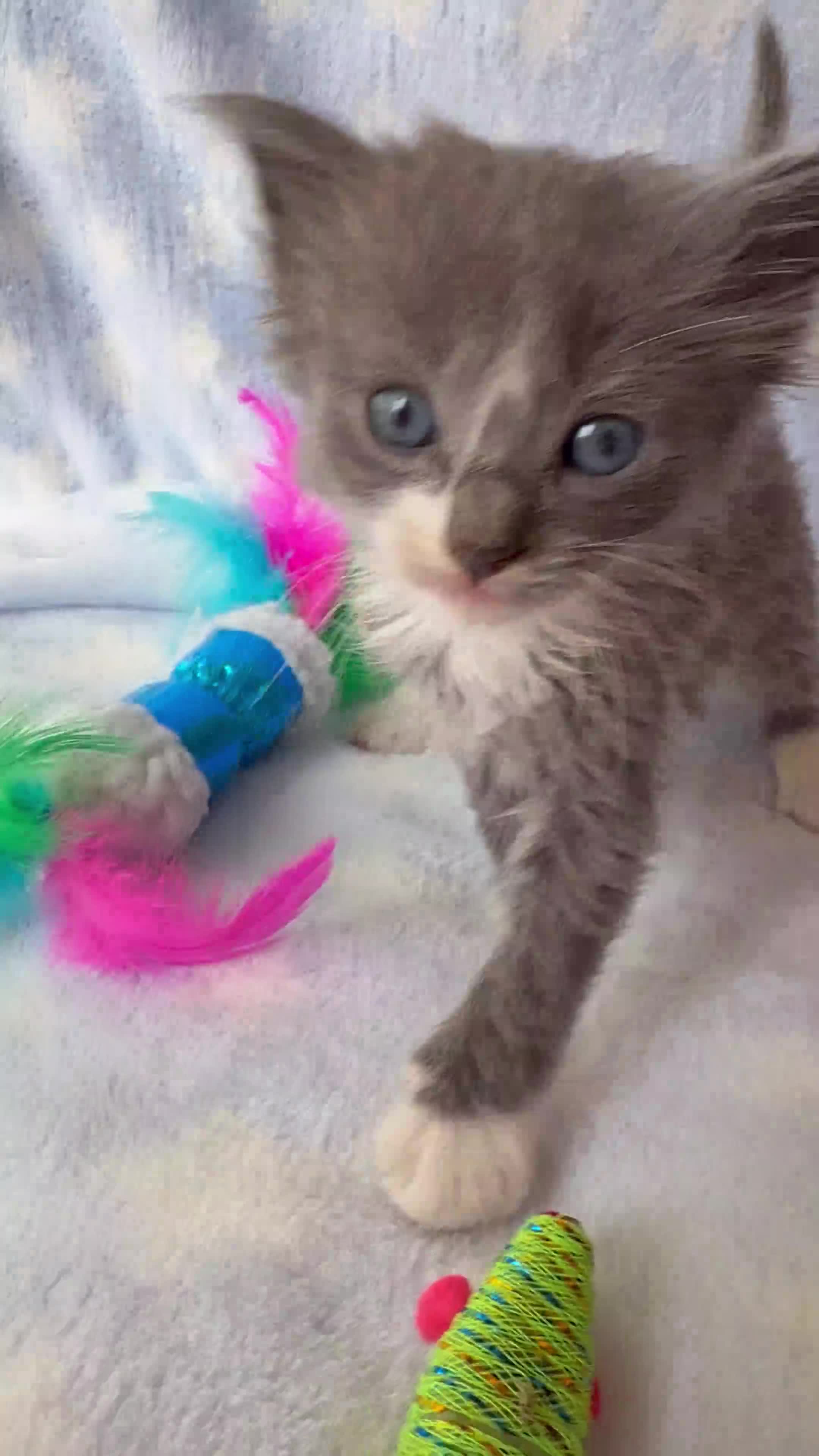 Ragdoll cats for sale: Stunning Ragdoll kittens super affectionate  - Video 1