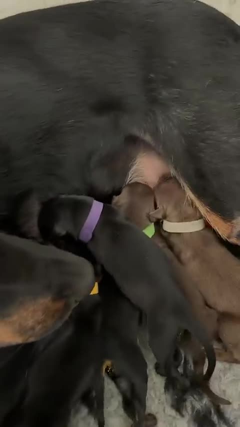 Australian Kelpie dogs for sale: Australian kelpies   - Video 1