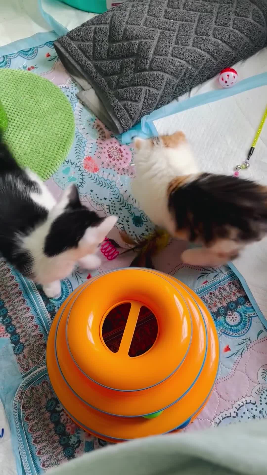 Mixed Breed cats for sale: 5 perfect kittens available  - Video 4