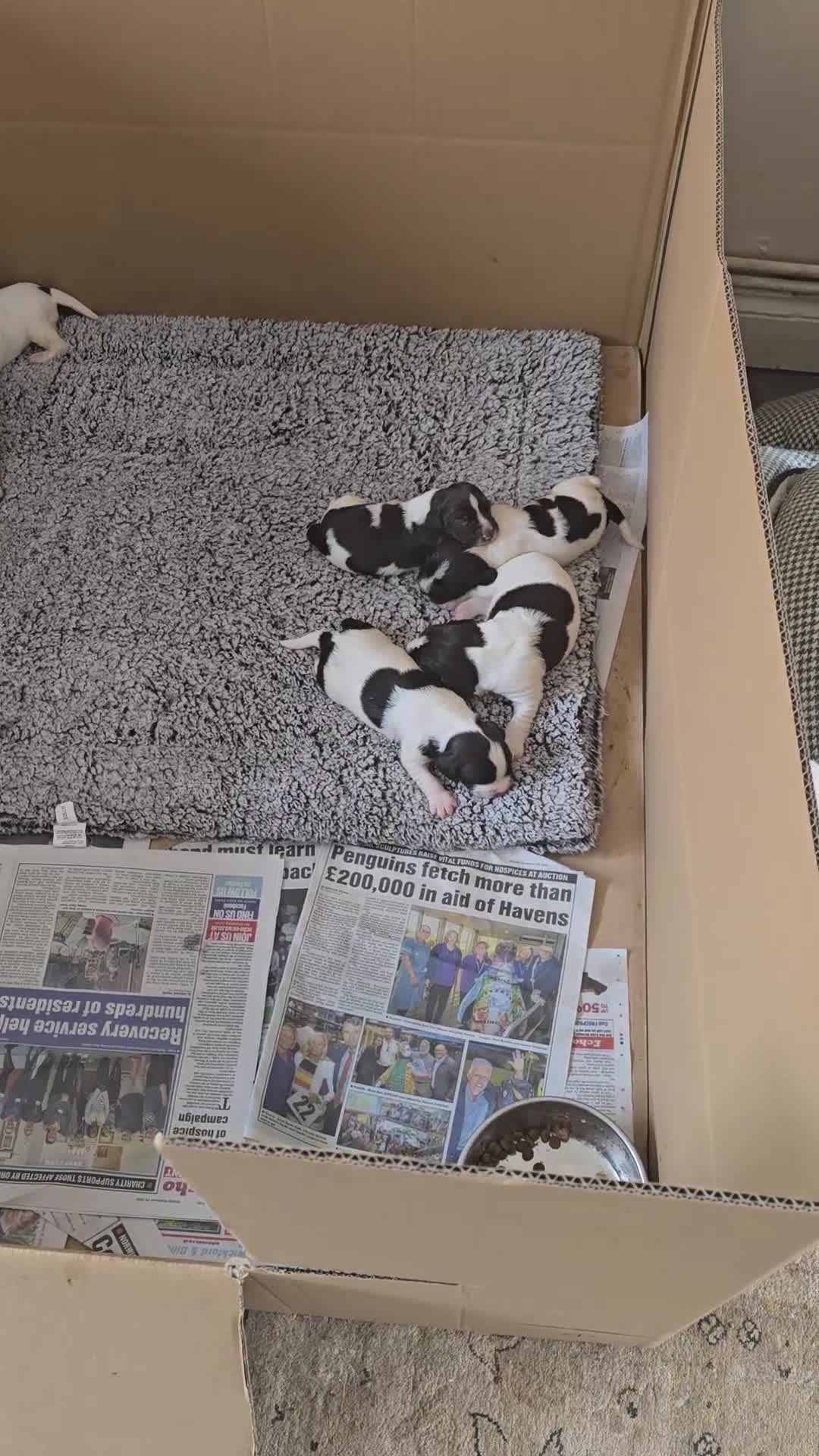 English Springer Spaniel dogs for sale: English Springer Spaniel liver & white pups - Video 1