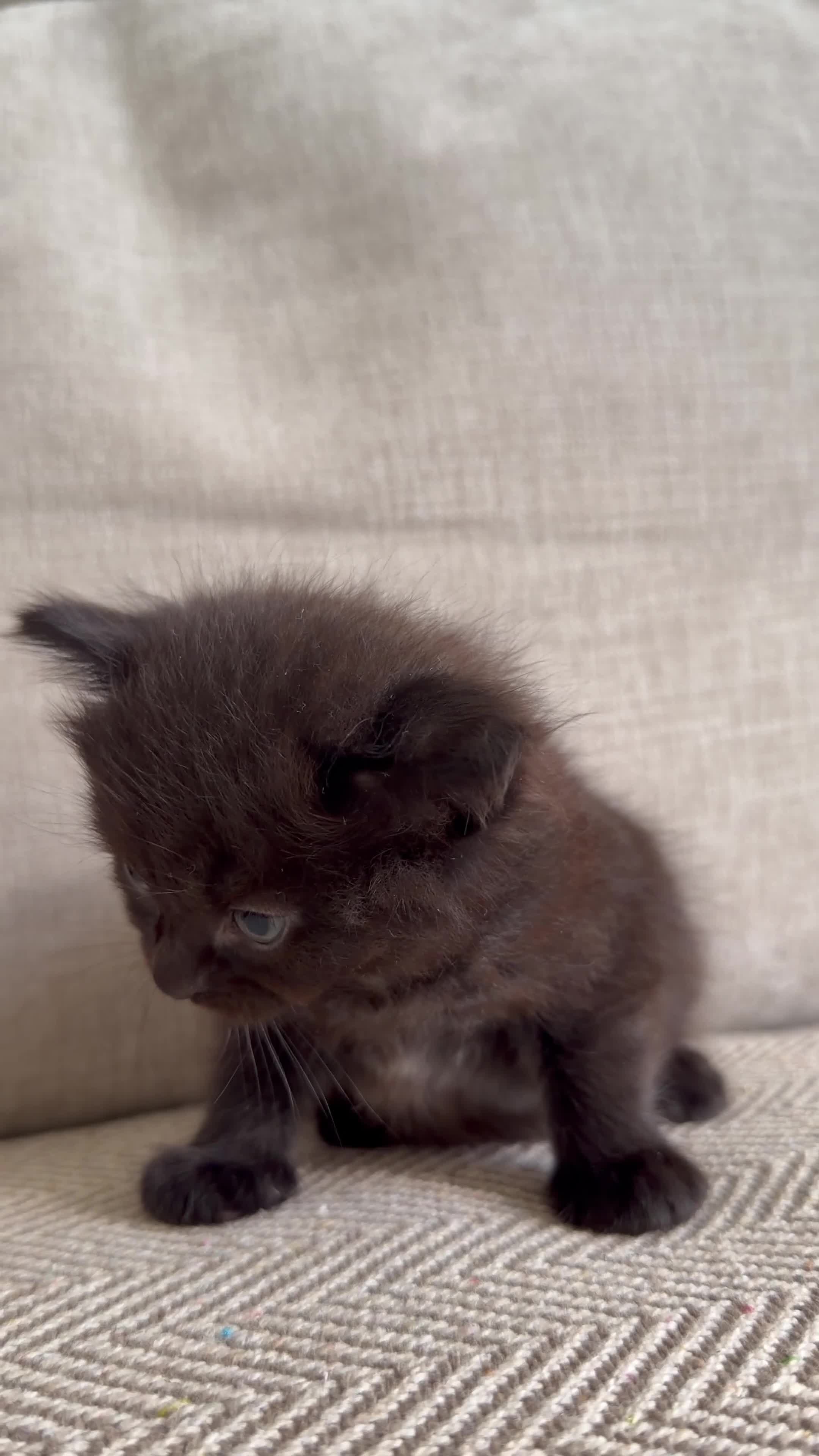 British Shorthair cats for sale:     Beautiful British Shorthair Cross Kittens - Video 4