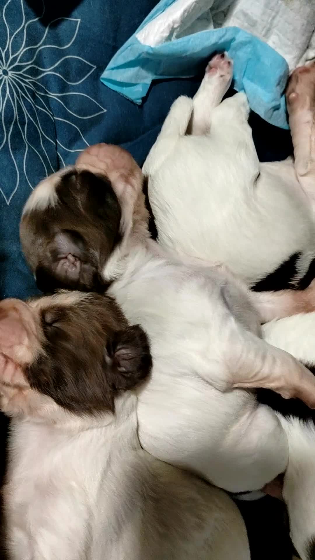 English Springer Spaniel dogs for sale: 🌟 Beautiful Springer Spaniel Litter - Video 5