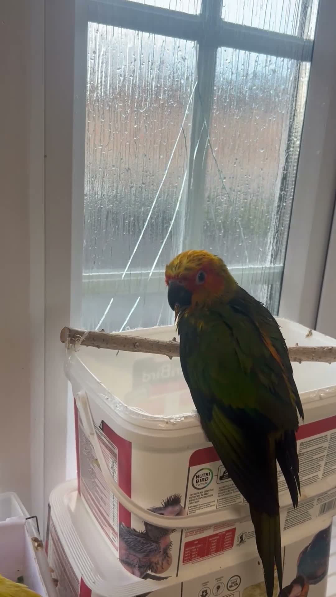 Mixed Breed birds for sale: Beautiful Hand-Reared Sun Conure Babies – Weaned  - Video 3