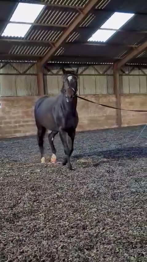 English Thoroughbred horses for sale: Lovely well put together 15.3 4yo Mare - Video 1