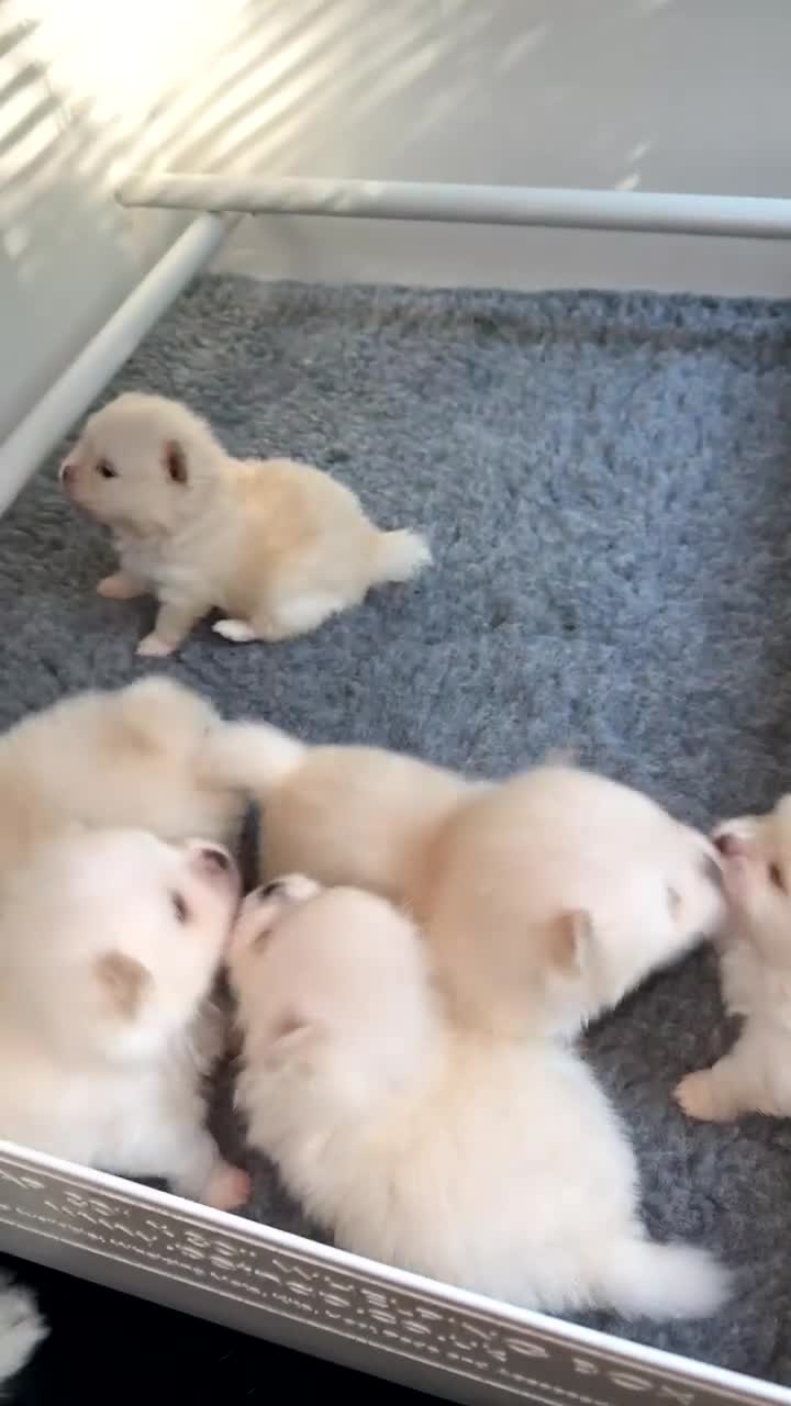 Pomeranian dogs for sale: Beautiful thick coat poms READY to leave next week - Video 3