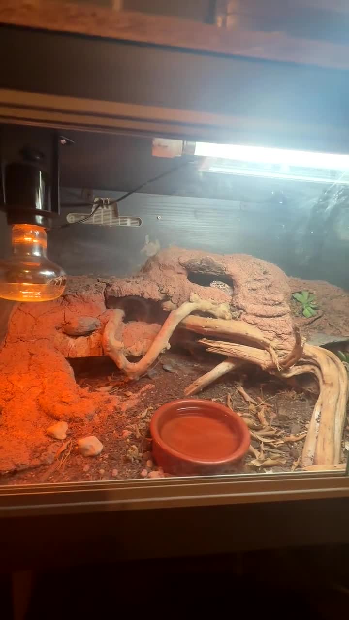 Leopard Gecko reptiles for sale: Leopard gecko  in Fakenham - Video 2