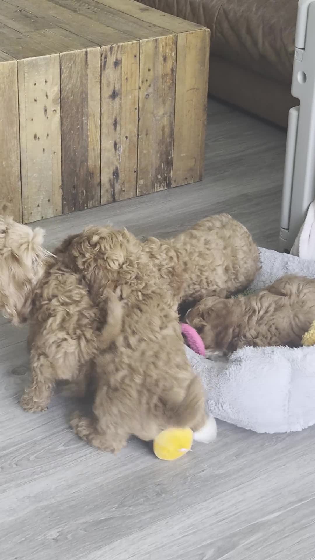 Cavapoo dogs for sale: ** Only 2 Left ** Adorable Red F1B Cavapoo puppies - Video 1