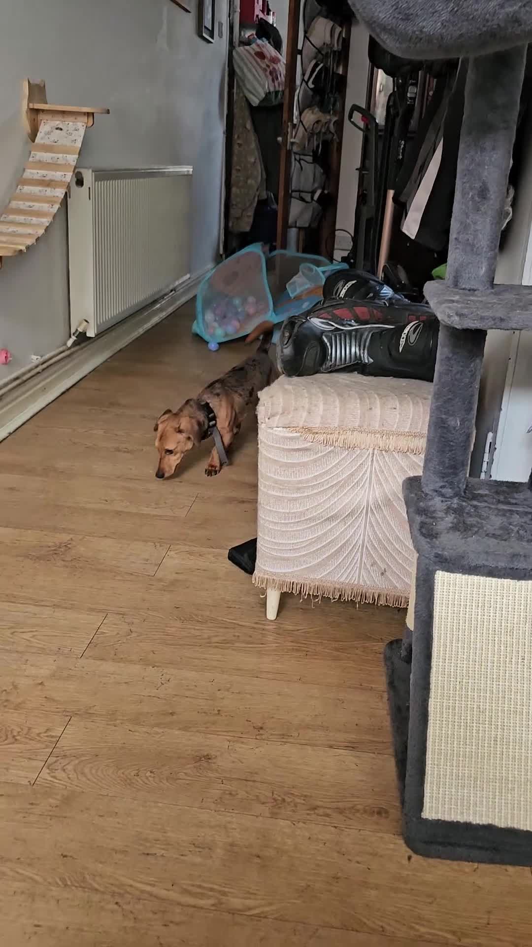 Dachshund dogs for sale: Loving, cuddly, loyal Dachshund- Dash for rehoming in Loughborough - Video 2