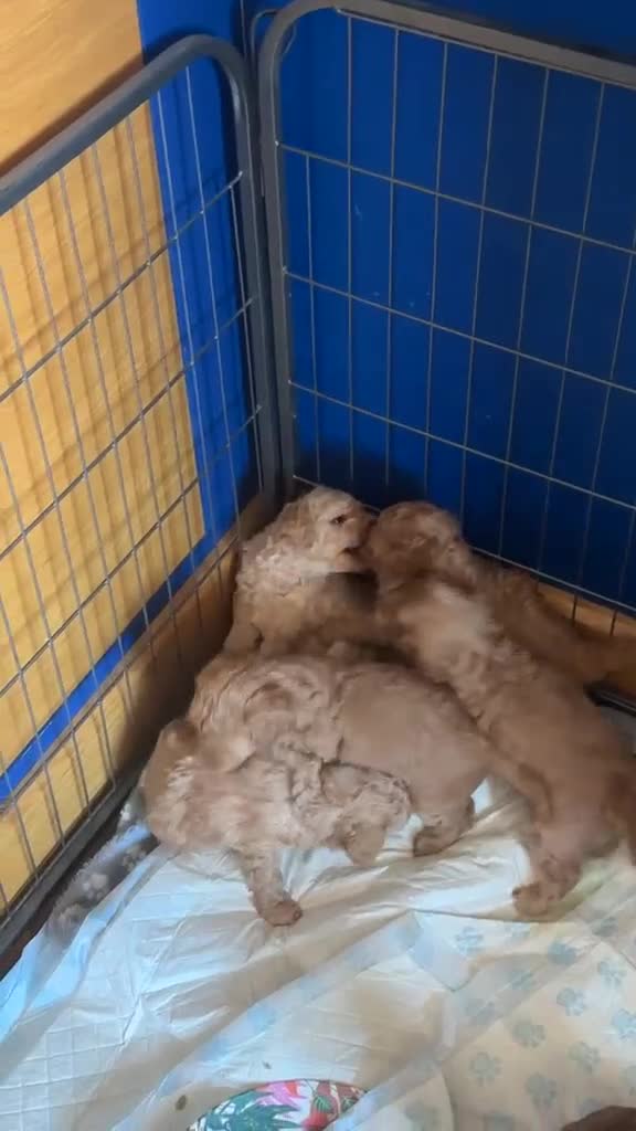 Cavapoo dogs for sale: Litter of 6 cavapoos - Video 2