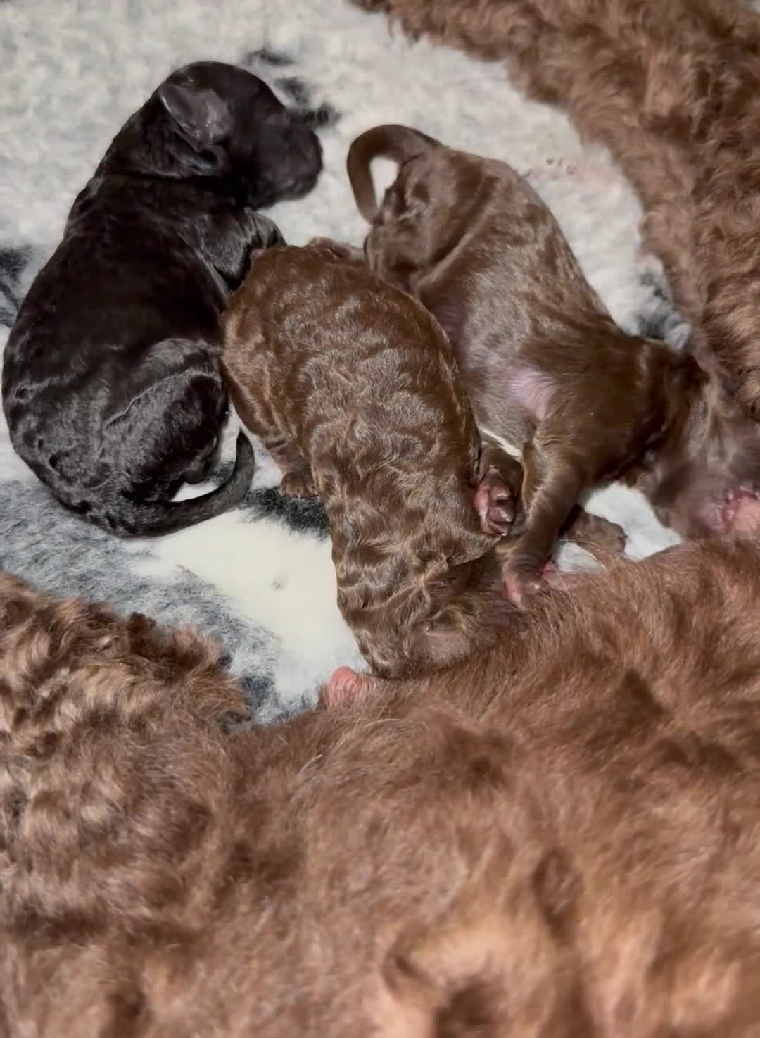 Cockapoo dogs for sale: 🐾 F1B Cockapoo Puppies – DNA Health Tested 🐾 - Video 1