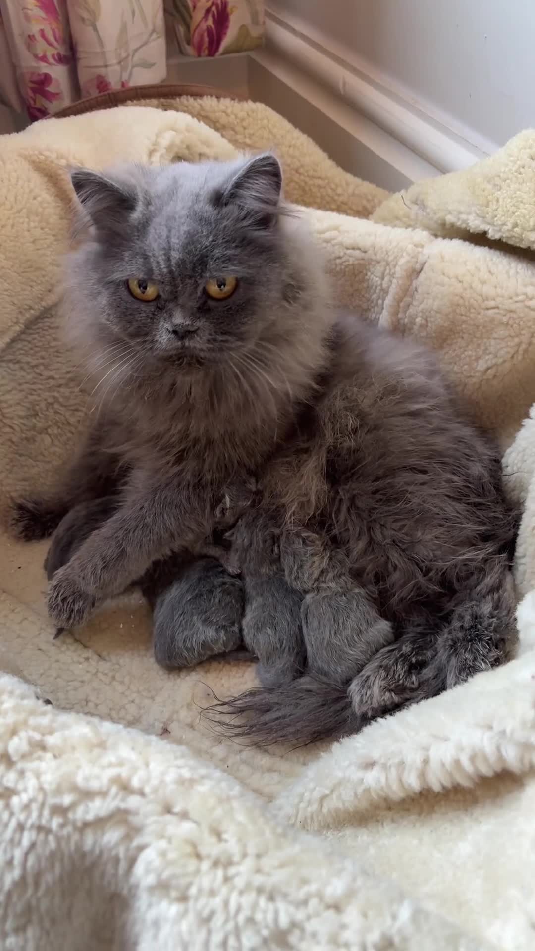 British Shorthair cats for sale: Beautiful fluffy British blue babies ready at  **  - Video 2
