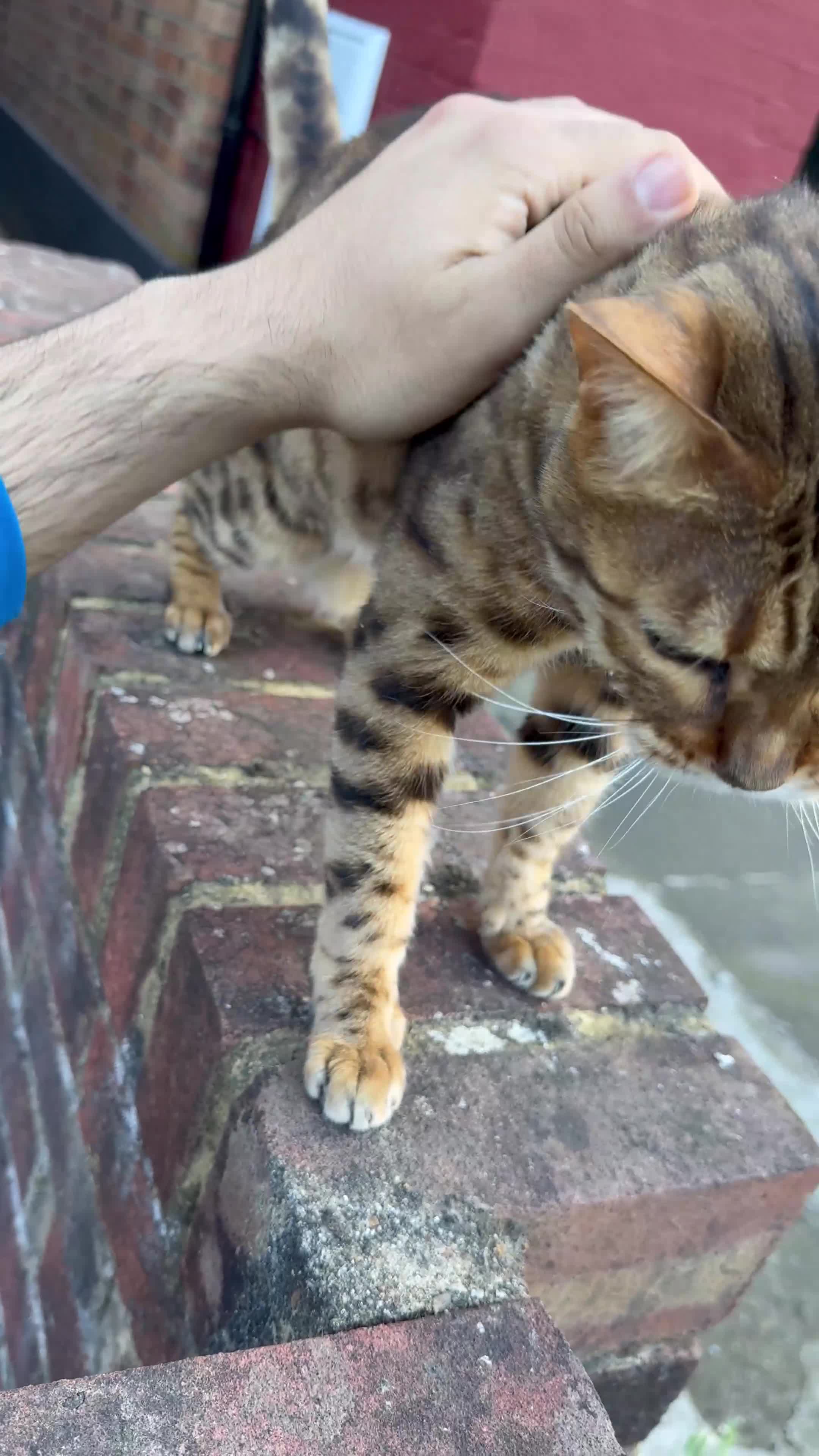 Bengal cats for sale: 🐆✨[REDUCED TO CLEAR!!] LAST THREE PURE BENGAL’S❤️ - Video 1