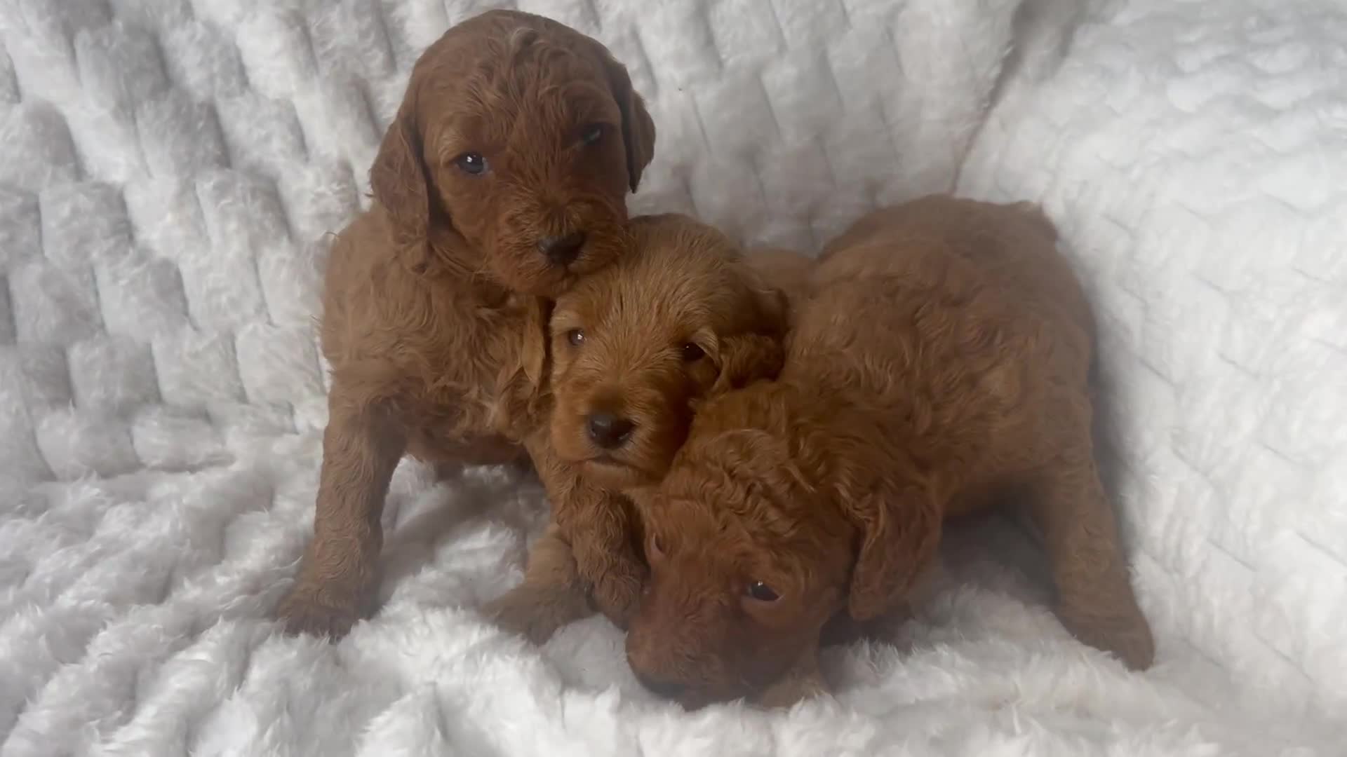 Labradoodle dogs for sale: Ready F1b labradoodle curl red health test parent  - Video 4