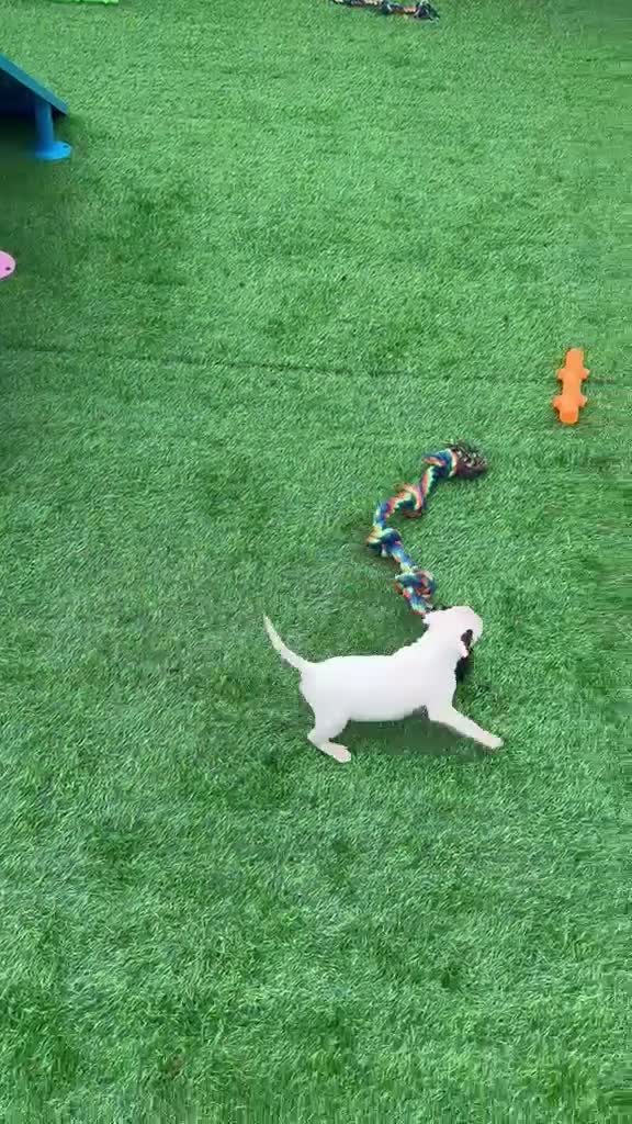 English Bull Terrier dogs for sale: Stunning English bull terrier puppies for sale  - Video 2