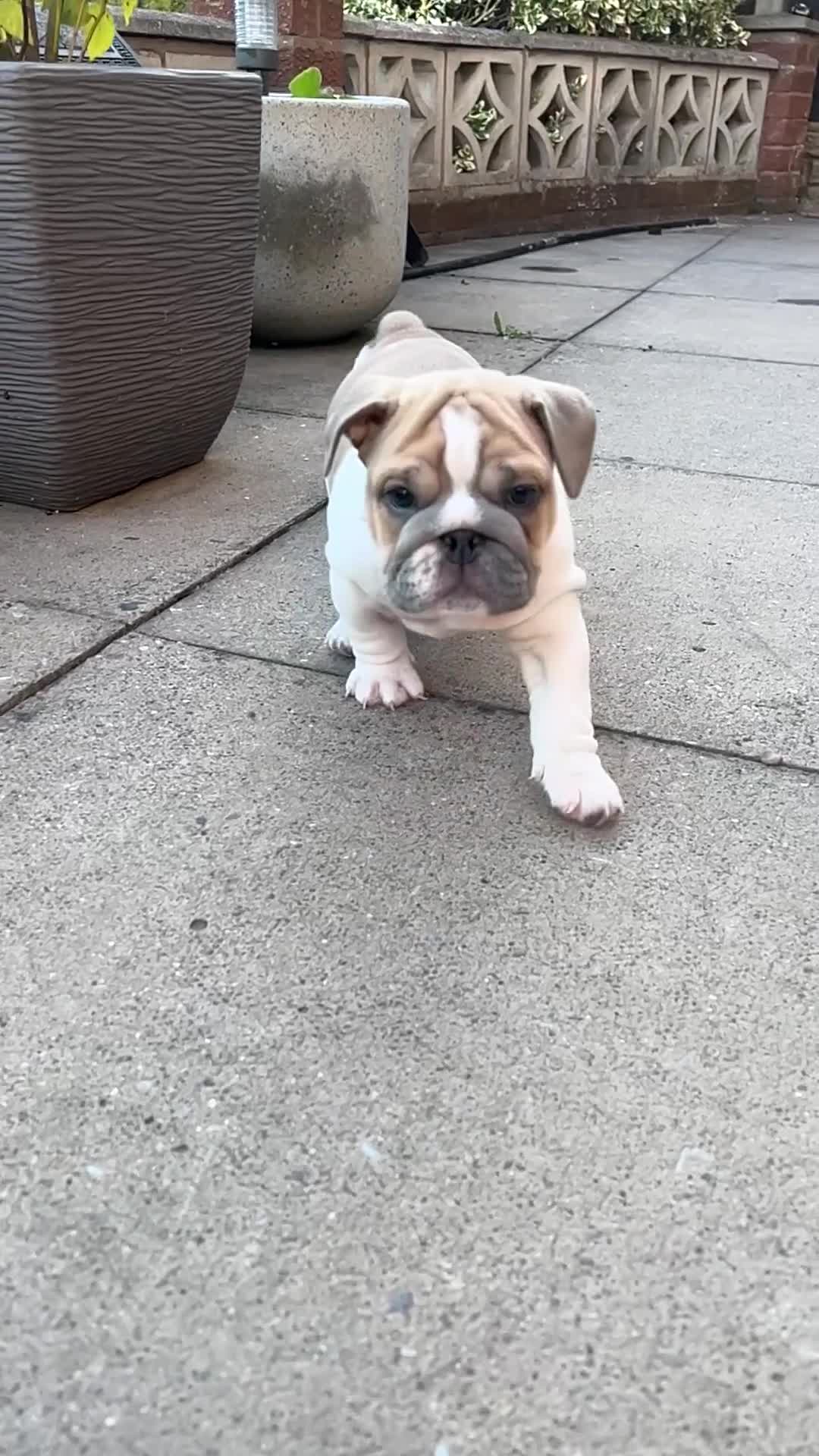 English Bulldog dogs for sale: Last Two - High Quality English Bulldog Puppies  in Atherstone - Video 2