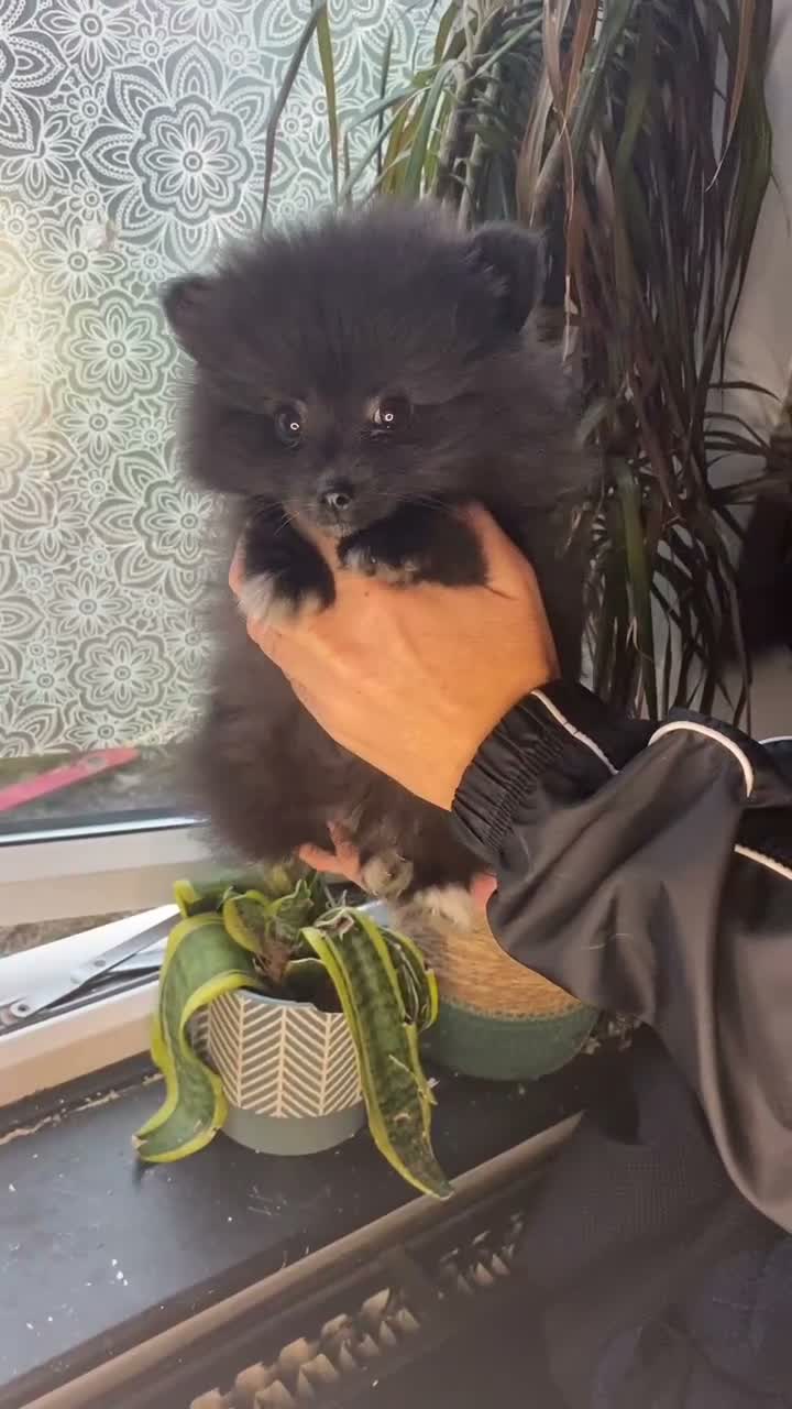 Pomeranian dogs for sale: Moon i in Derby - Video 1