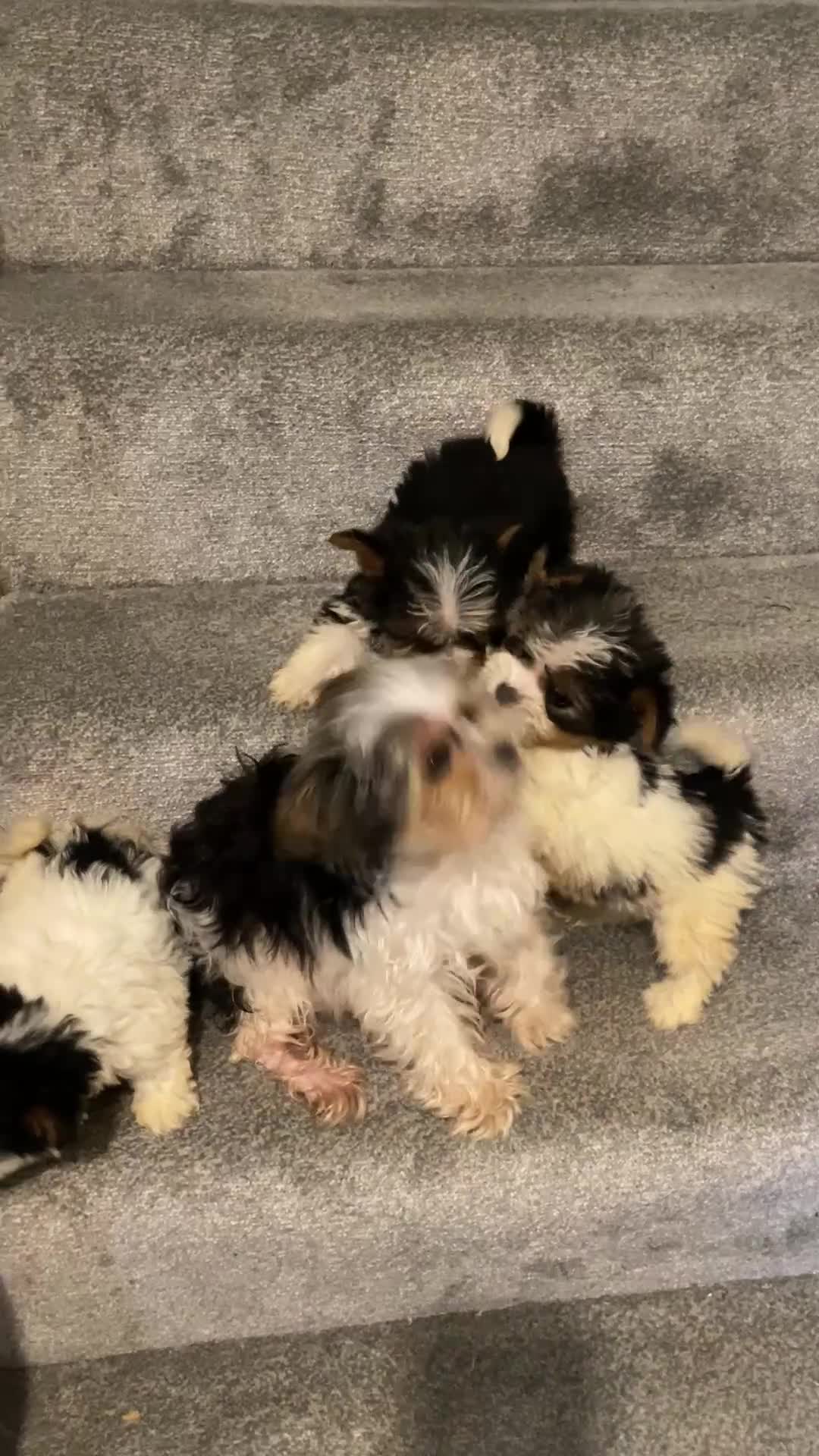 Biewer Terrier dogs for sale:  **  Biewer Terrier Babies Available 🥰 - Video 3