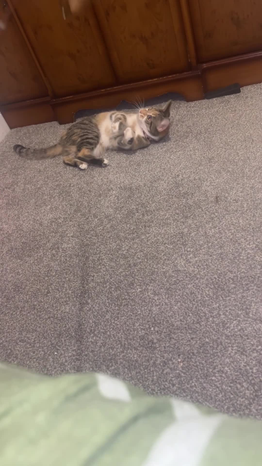 Mixed Breed cats for sale: 2 sisters for sale - Video 2