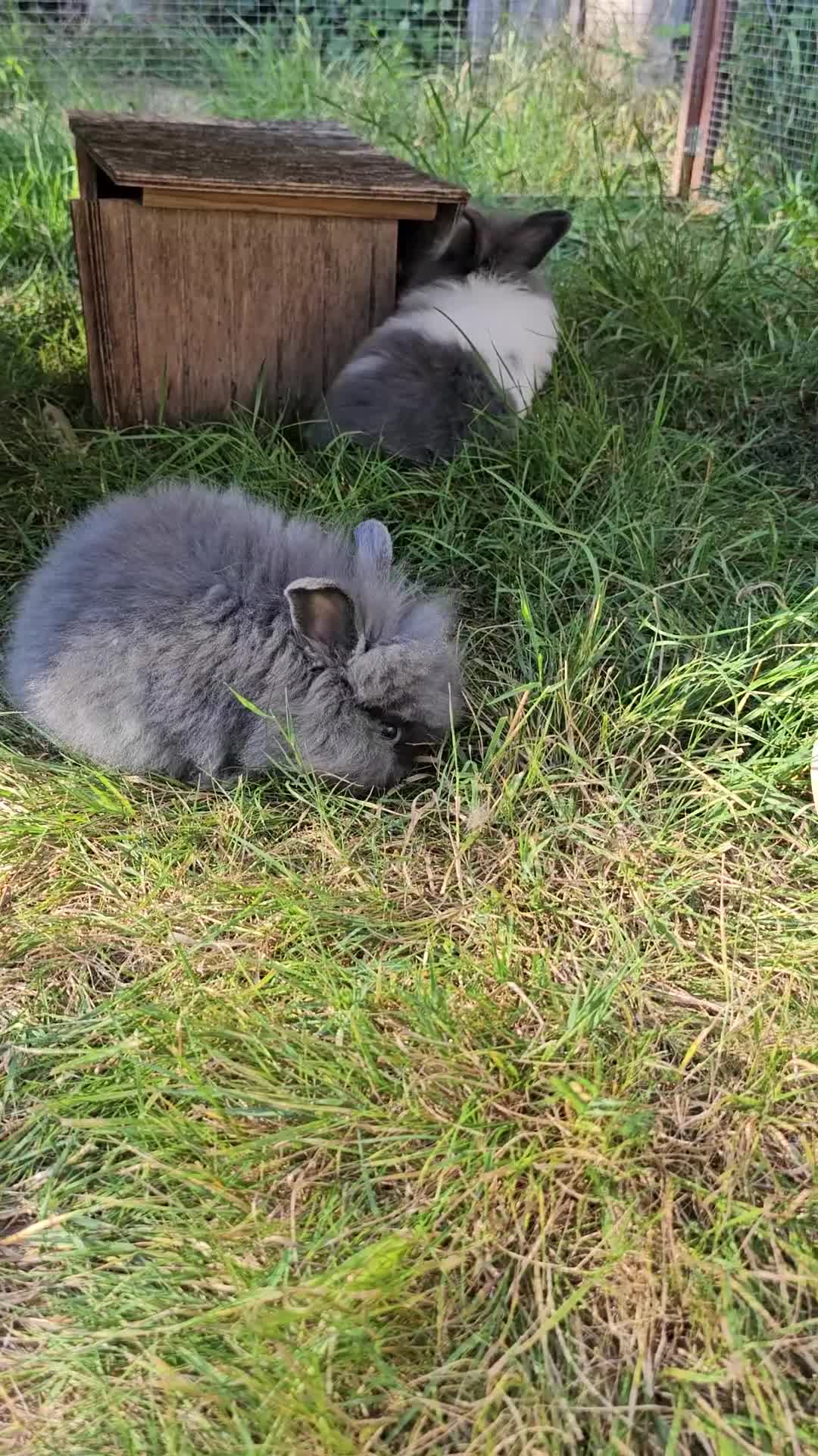 Lionhead rabbits for sale: 3 Beautiful Lion Head Babies - Video 4