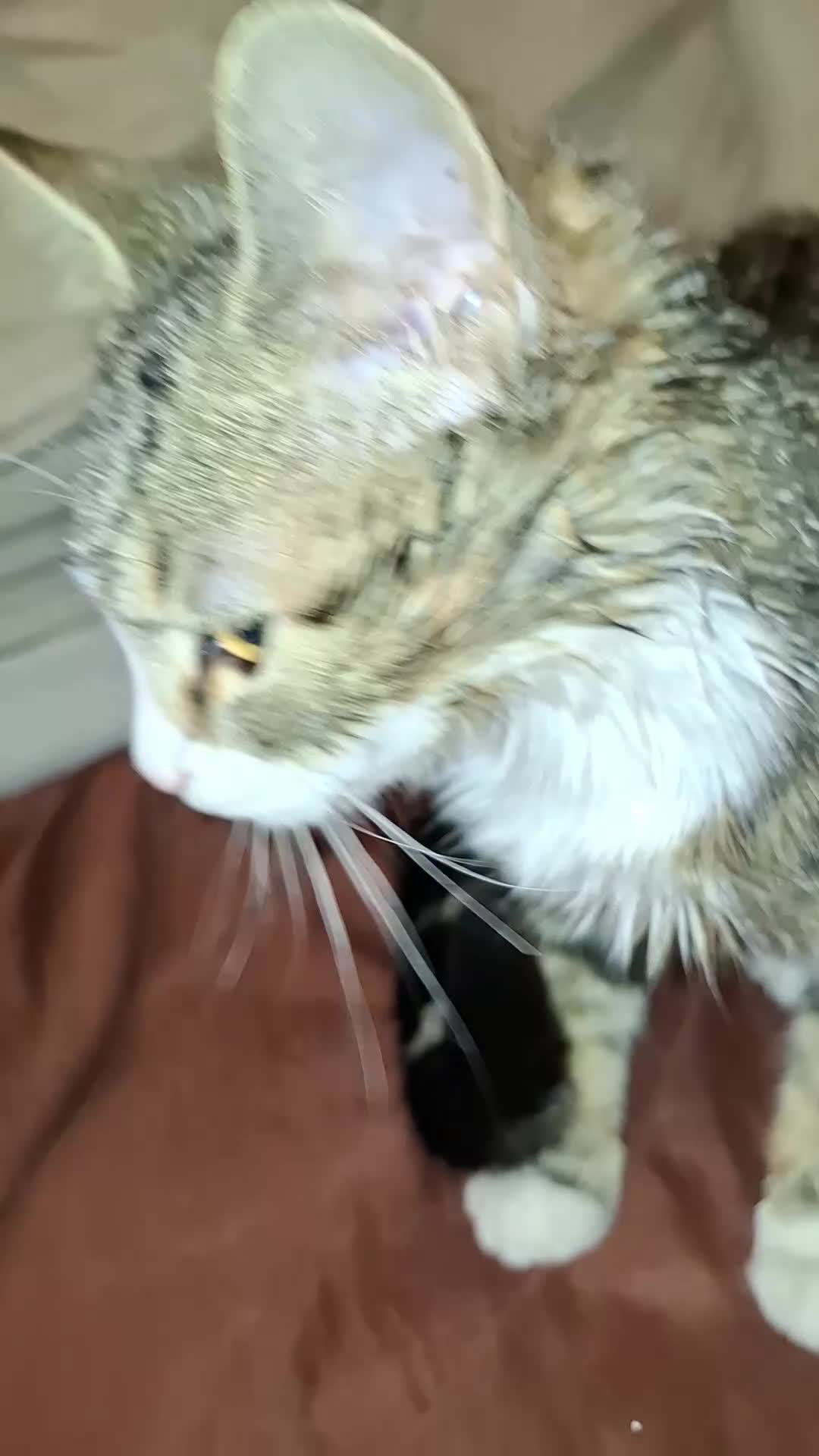 Mixed Breed cats for sale: Kitten girl - Video 1